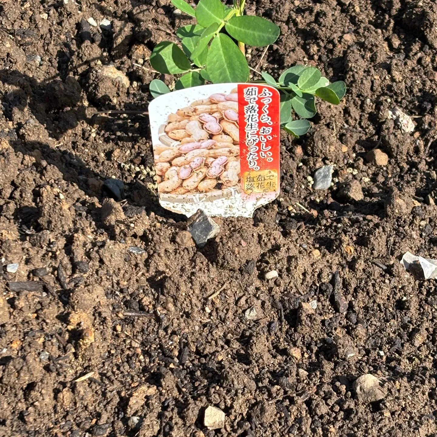 天気が良く、農園日和だったので、三ツ井ご夫婦が設楽農園にて丸...