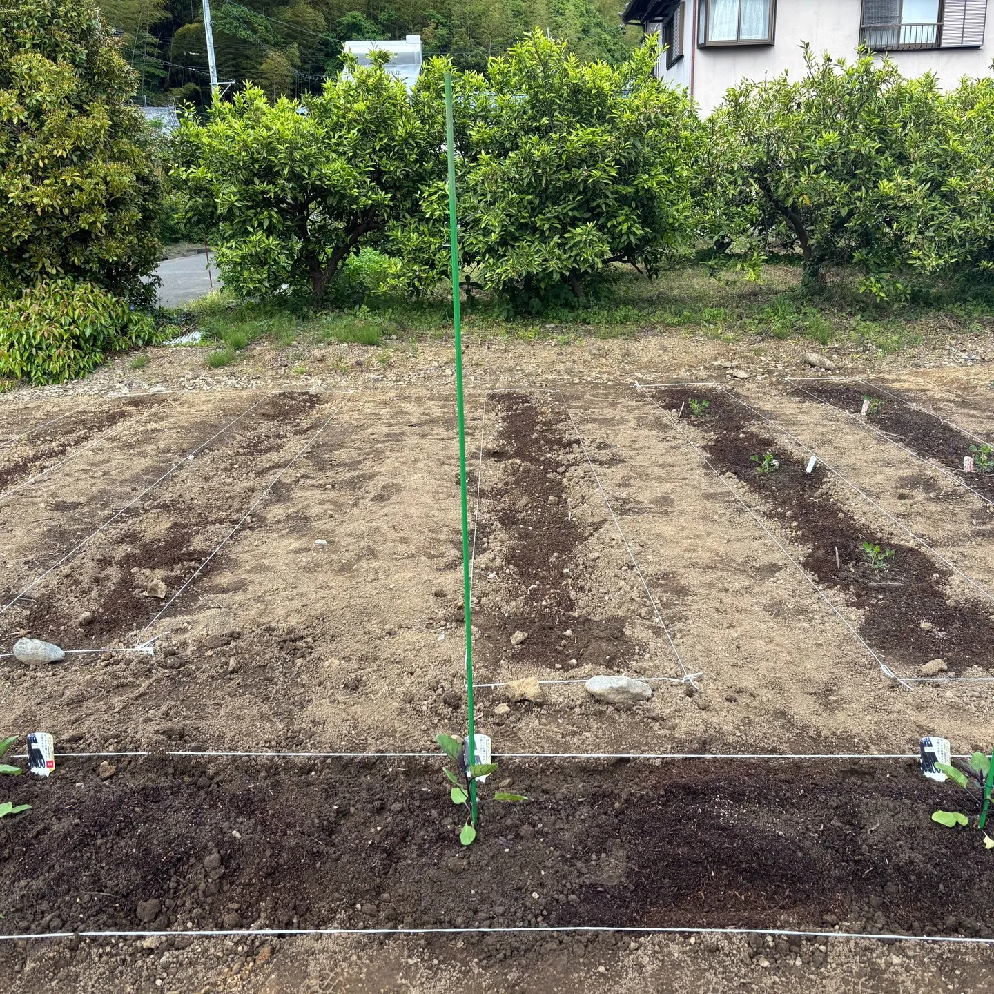 丸大農園部の三ツ井です！今日は新しい仲間を紹介します。