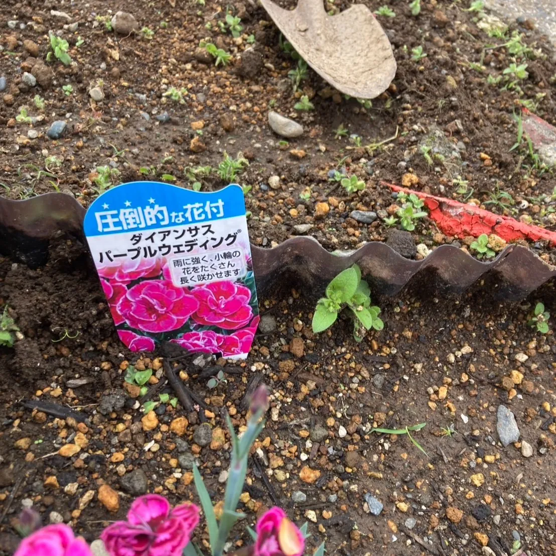 由比の松下です🌿✨ 先日、可愛い苗木を植えました！⛏️🌱 雨...