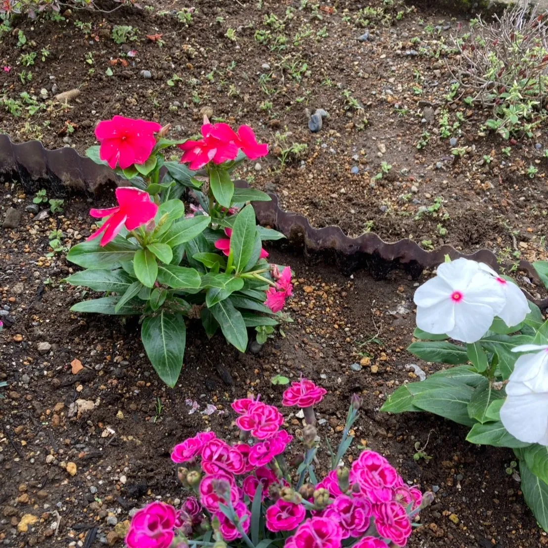由比の松下です🌿✨ 先日、可愛い苗木を植えました！⛏️🌱 雨...