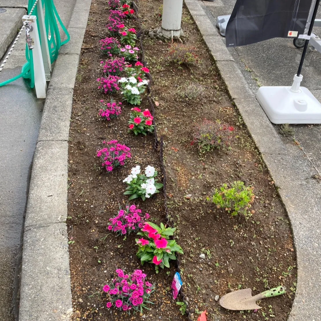 由比の松下です🌿✨ 先日、可愛い苗木を植えました！⛏️🌱 雨...