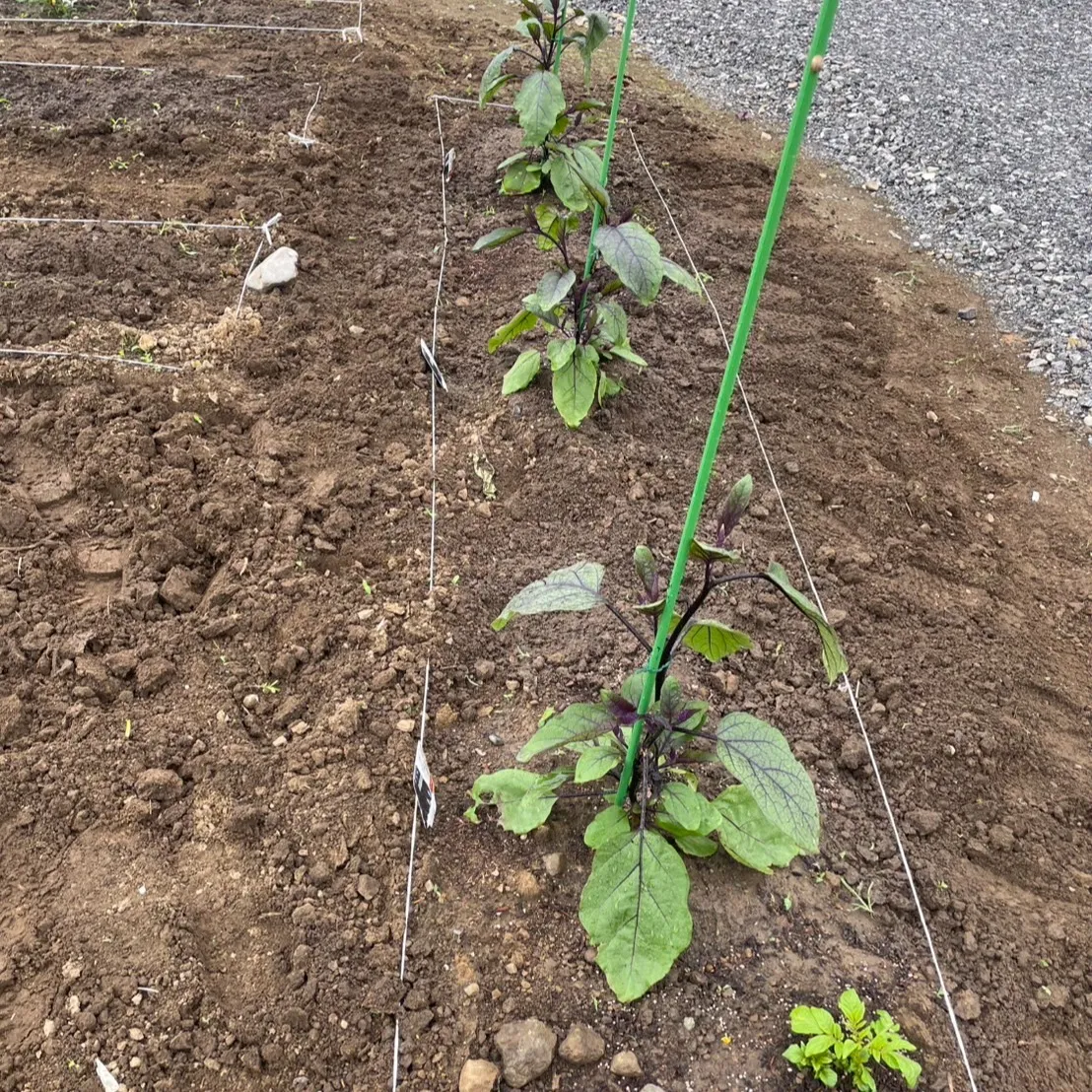 こんにちは！丸大農園の三ツ井です🌾。