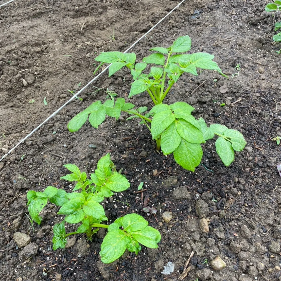 こんにちは！丸大農園の三ツ井です🌾。