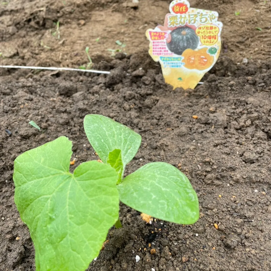 こんにちは！丸大農園の三ツ井です🌾。