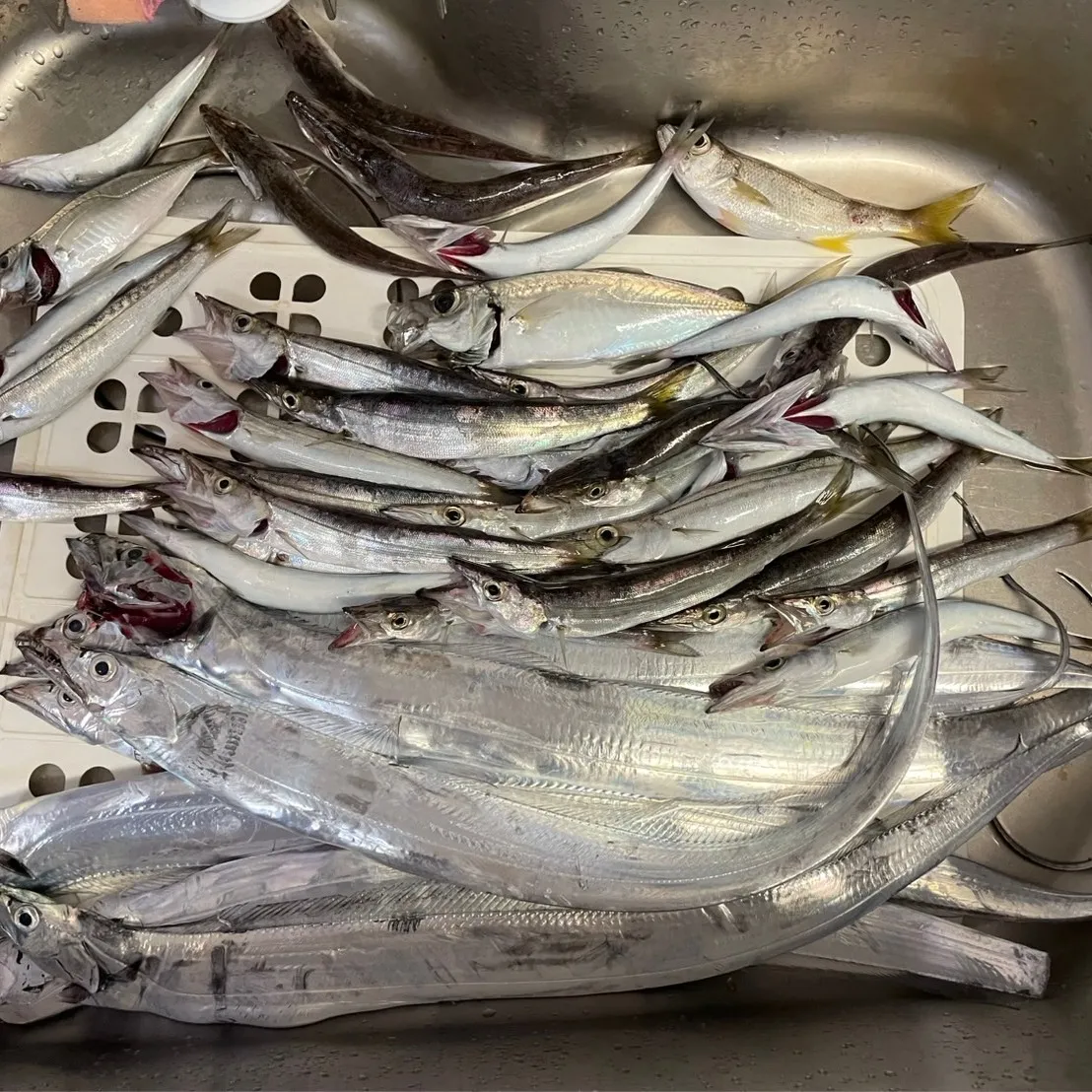 こんにちは！下川原の三ツ井です🎣。