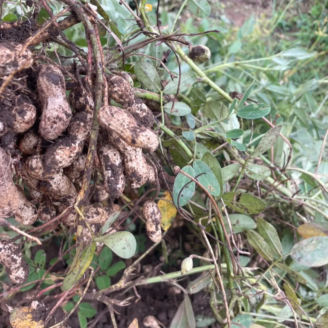 こんにちは!今日は素敵なお知らせがありますよ🌱✨丸大農園部の...