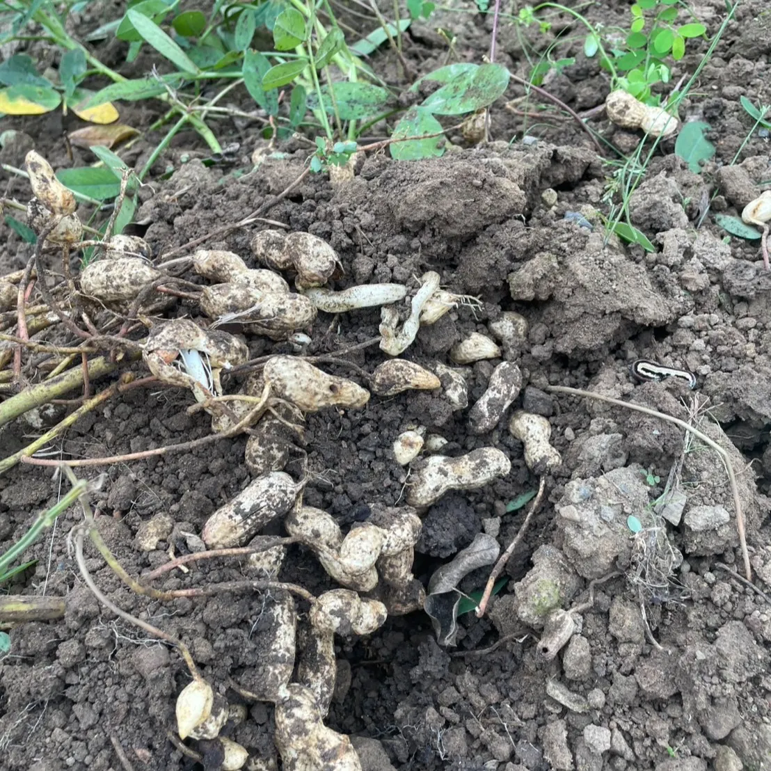 こんにちは！今日は素敵なお知らせがありますよ🌱✨丸大農園部の...
