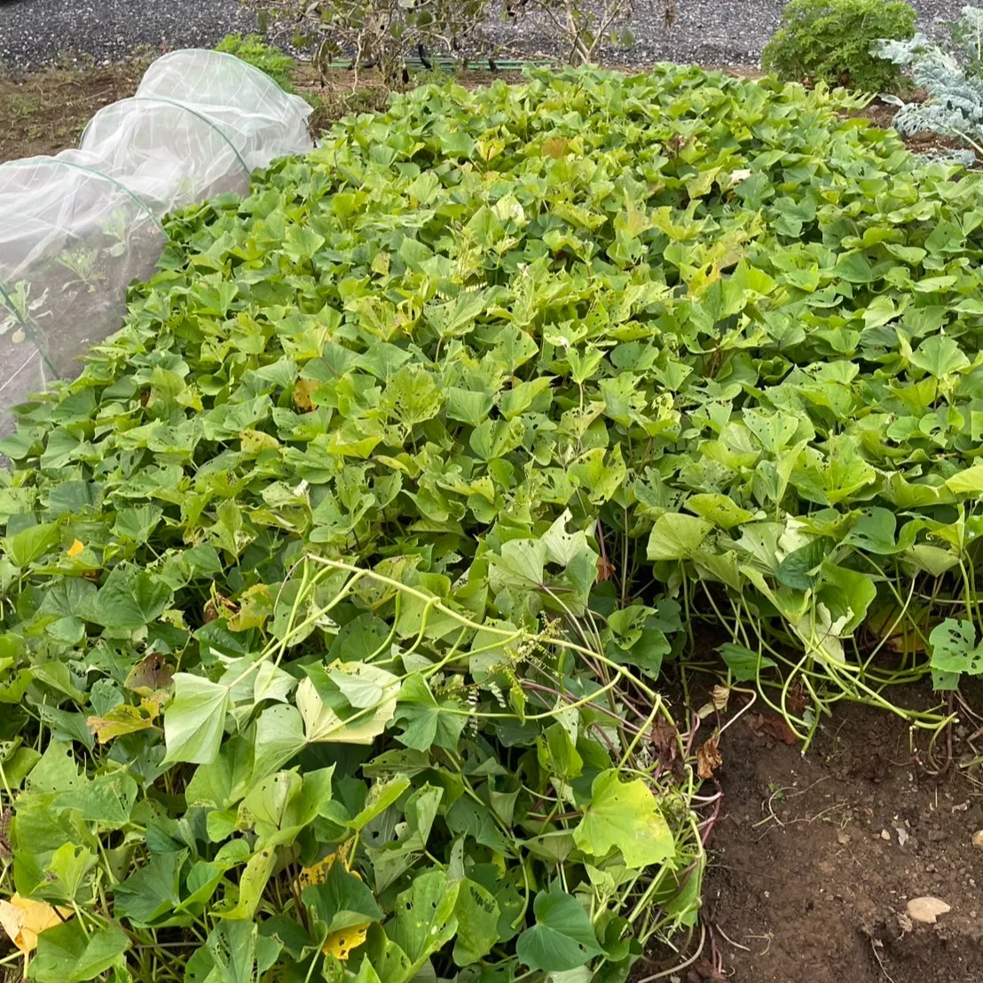 こんにちは!丸大農園部で念願のサツマイモを収穫しましたよ〜🍠...