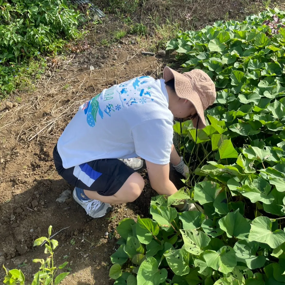 こんにちは!丸大農園部で念願のサツマイモを収穫しましたよ〜🍠...