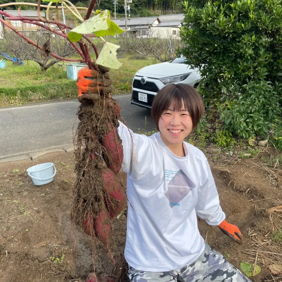 こんにちは!丸大農園部で念願のサツマイモを収穫しましたよ〜🍠...