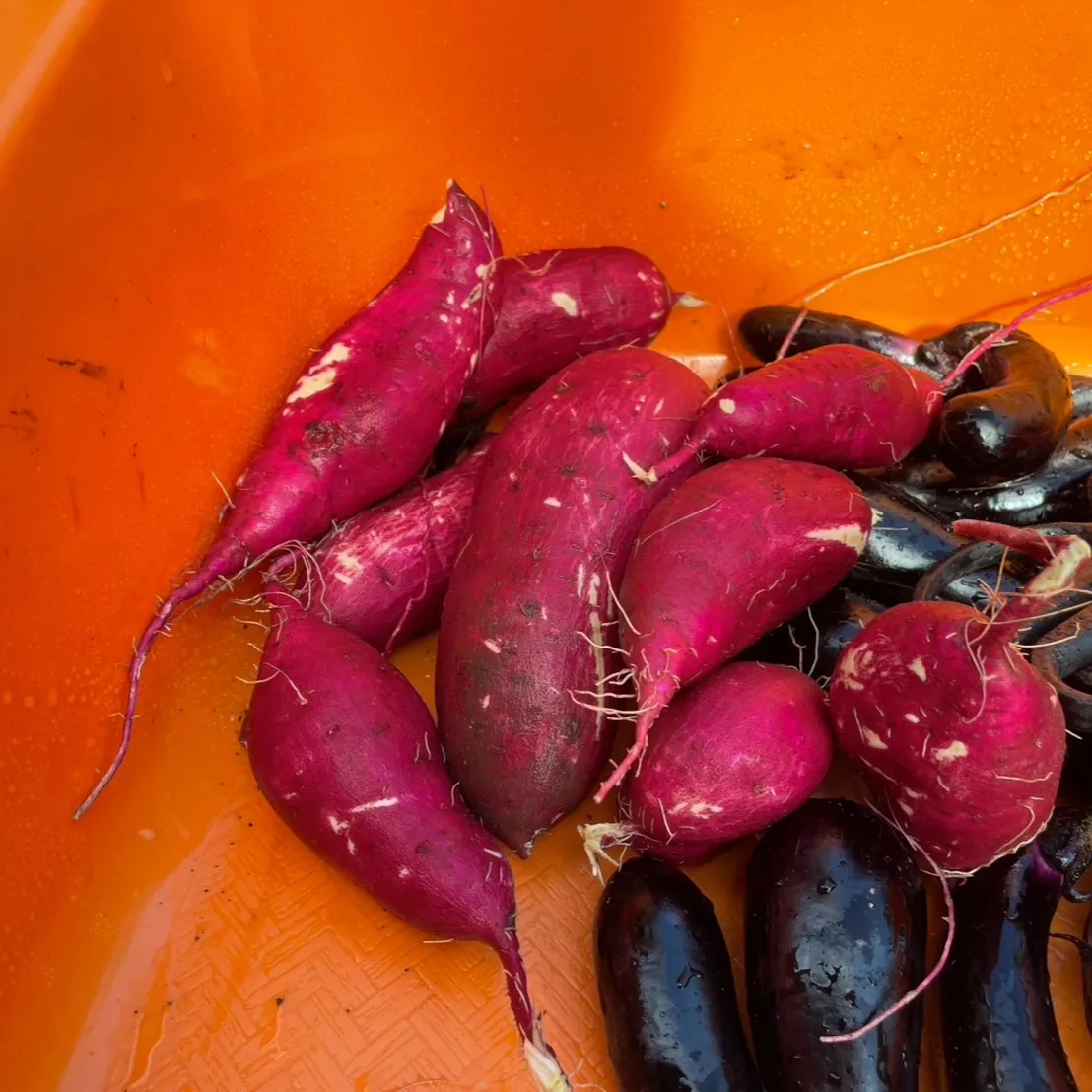 こんにちは!丸大農園部で念願のサツマイモを収穫しましたよ〜🍠...