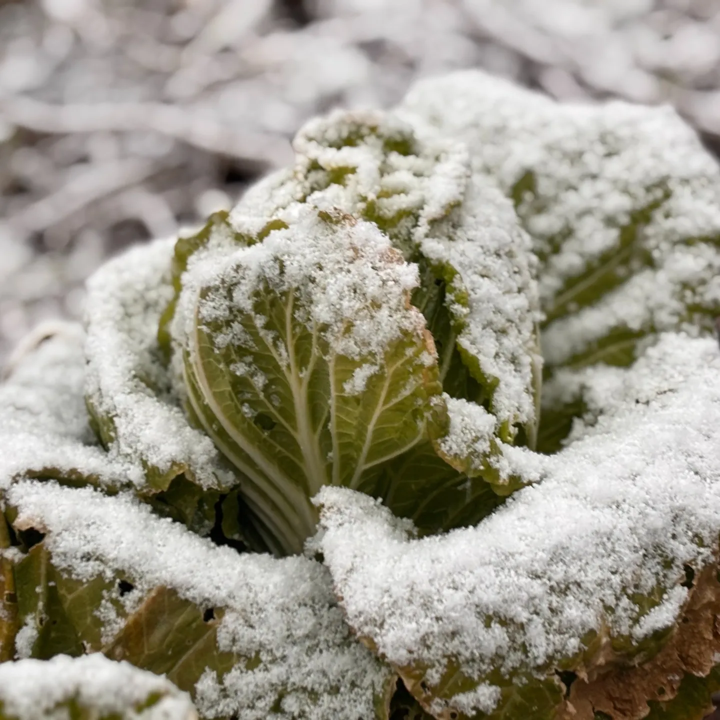 昨日は雪が降ってきて、農園の野菜たちにもふんわりと雪が積もっ...