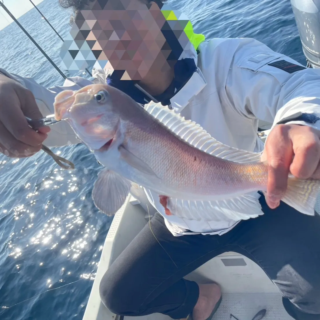 下川原の三ツ井です!寒い中、釣り仲間と釣りに行ってきました🎣...