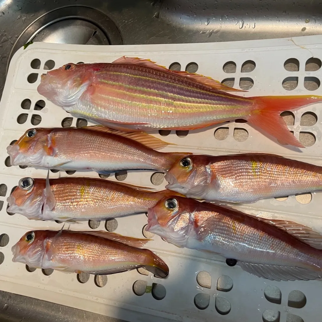 下川原の三ツ井です!寒い中、釣り仲間と釣りに行ってきました🎣...