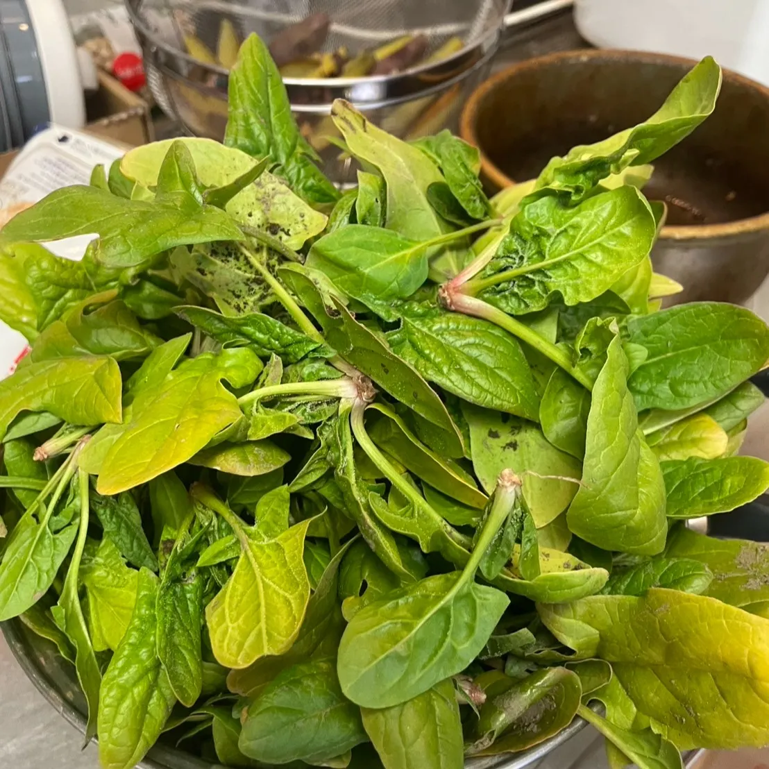 こんにちは、丸大農園部の三ツ井です😊 今年は天気の影響でちょ...