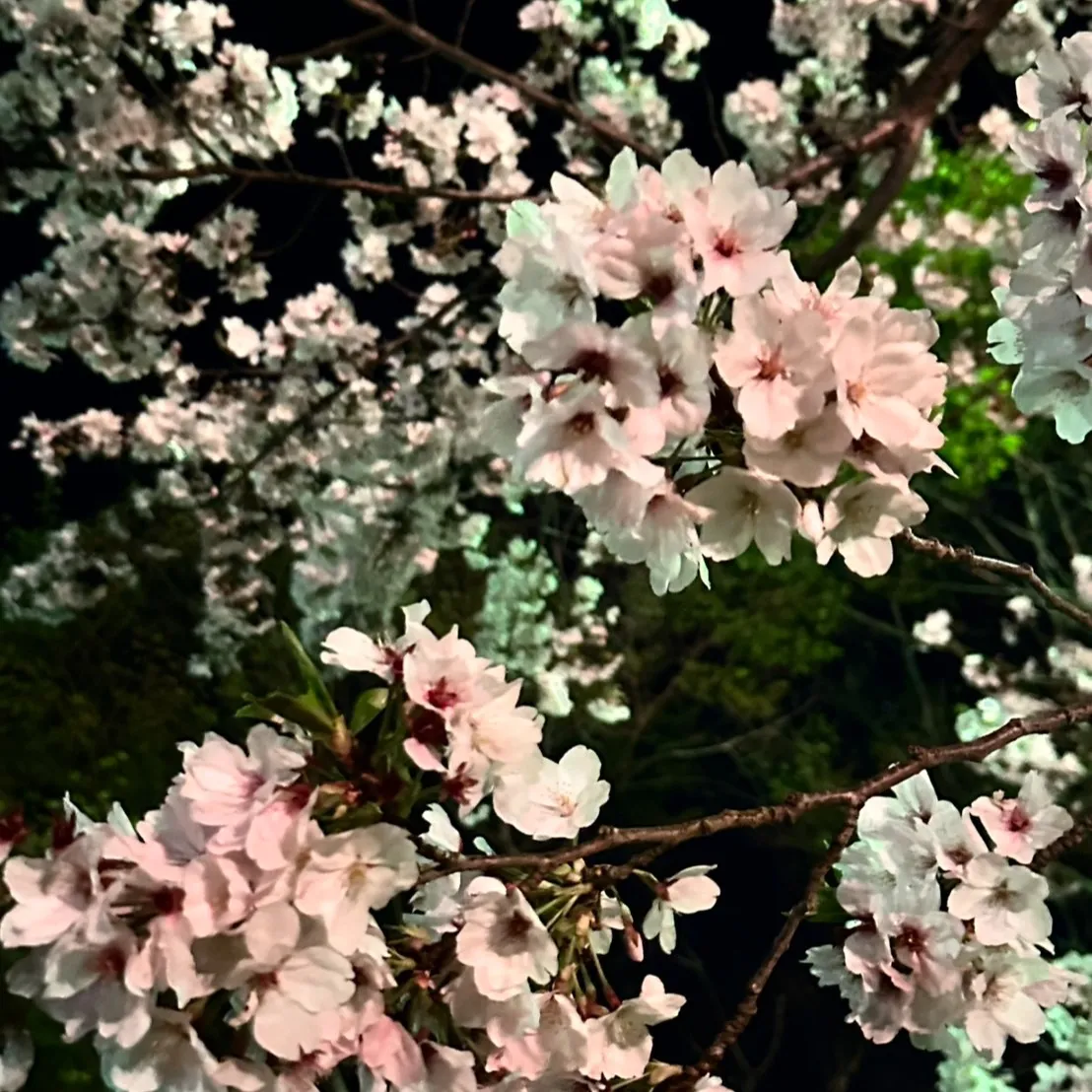 清水の杉山です😊 先日、夜桜を見に行ってきました🌸✨ とても...
