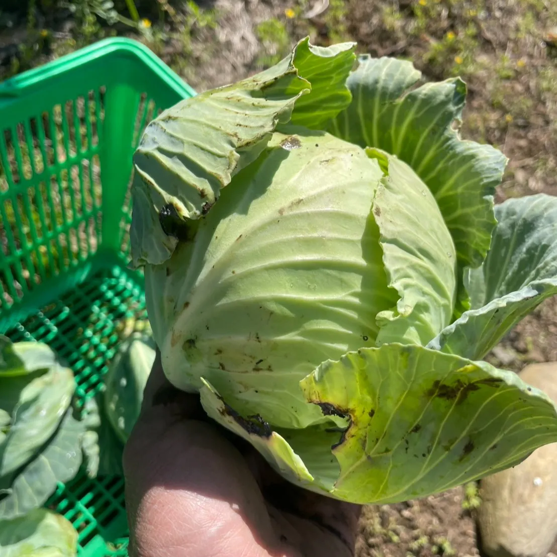 こんにちは、農園部の三ツ井です🌿春の野菜たちを収穫しながら、...