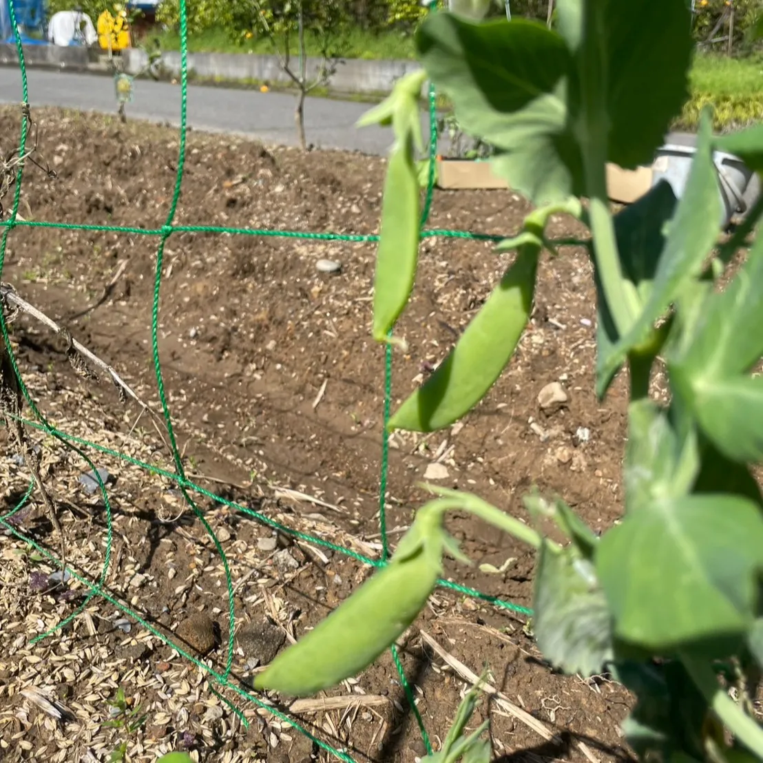 こんにちは、農園部の三ツ井です🌿春の野菜たちを収穫しながら、...
