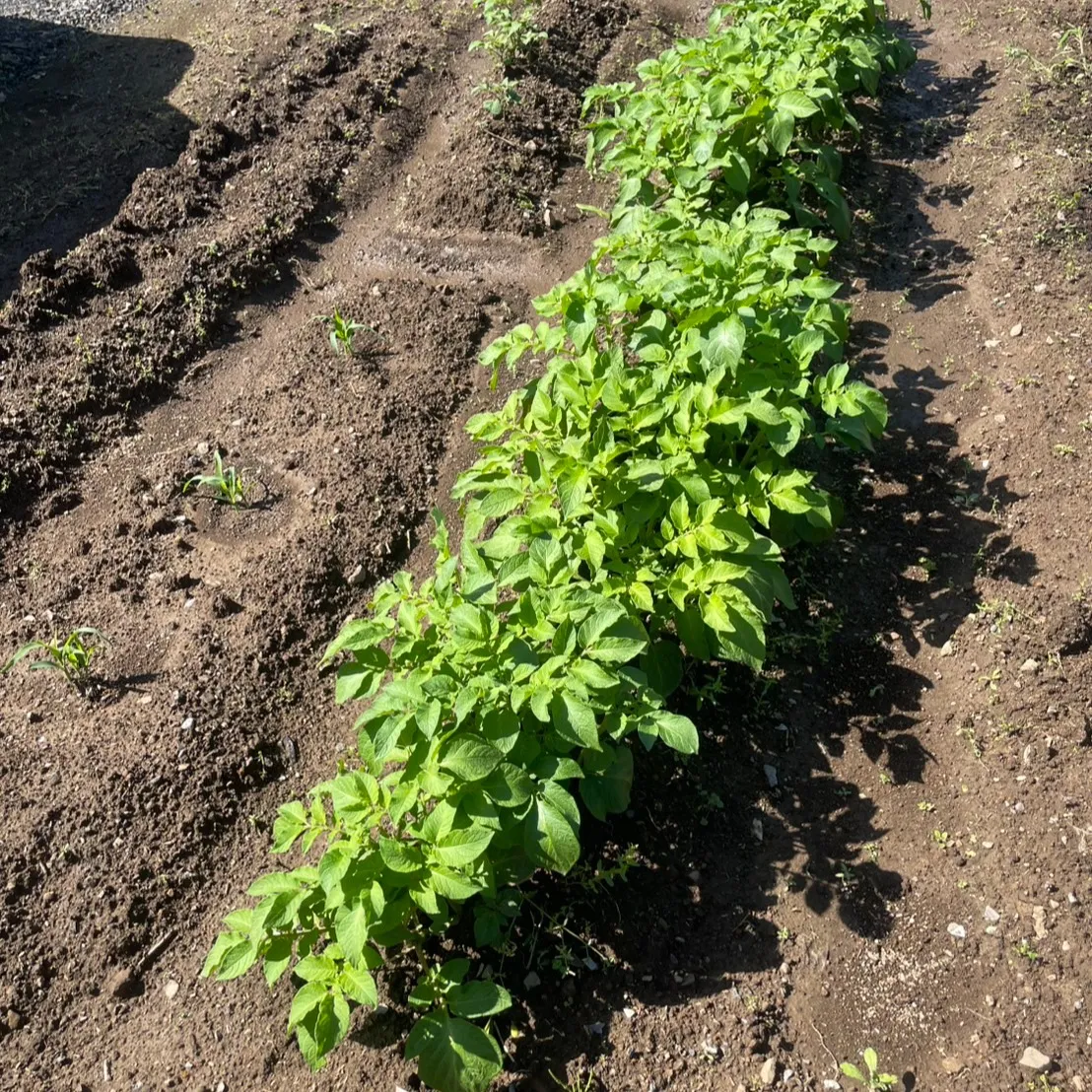こんにちは、農園部の三ツ井です🌿春の野菜たちを収穫しながら、...