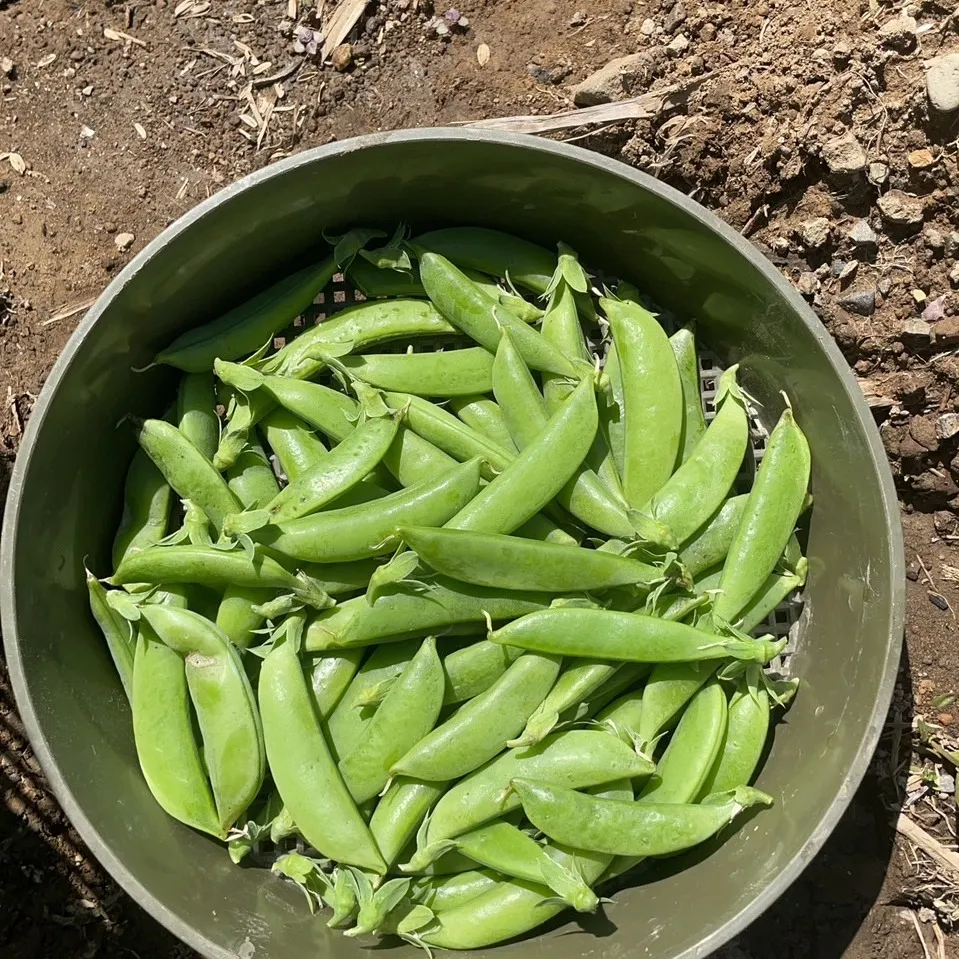 こんにちは、農園部の三ツ井です🌿春の野菜たちを収穫しながら、...