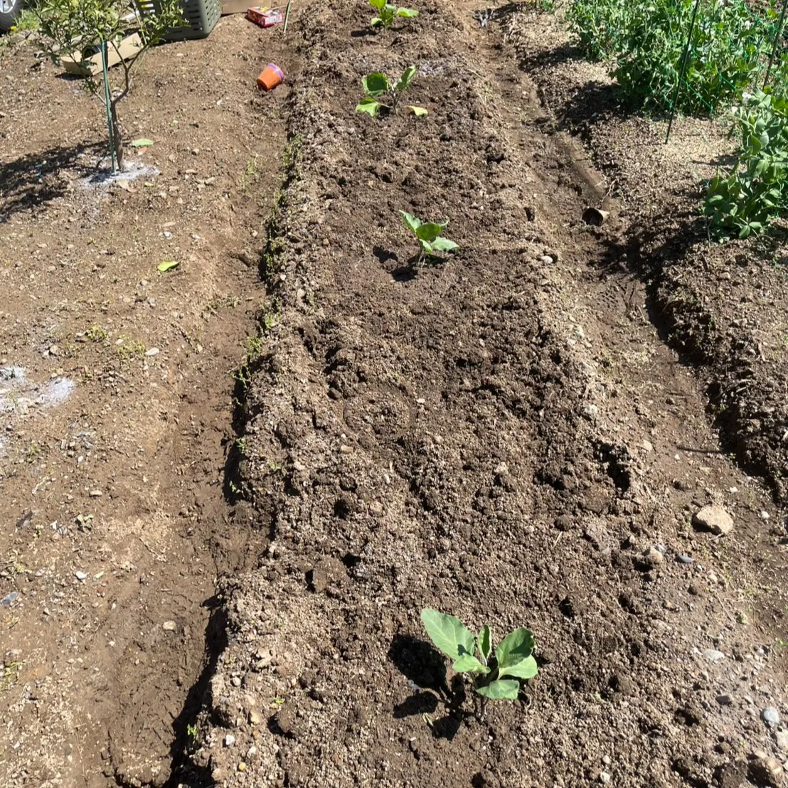 こんにちは、農園部の三ツ井です🌿春の野菜たちを収穫しながら、...