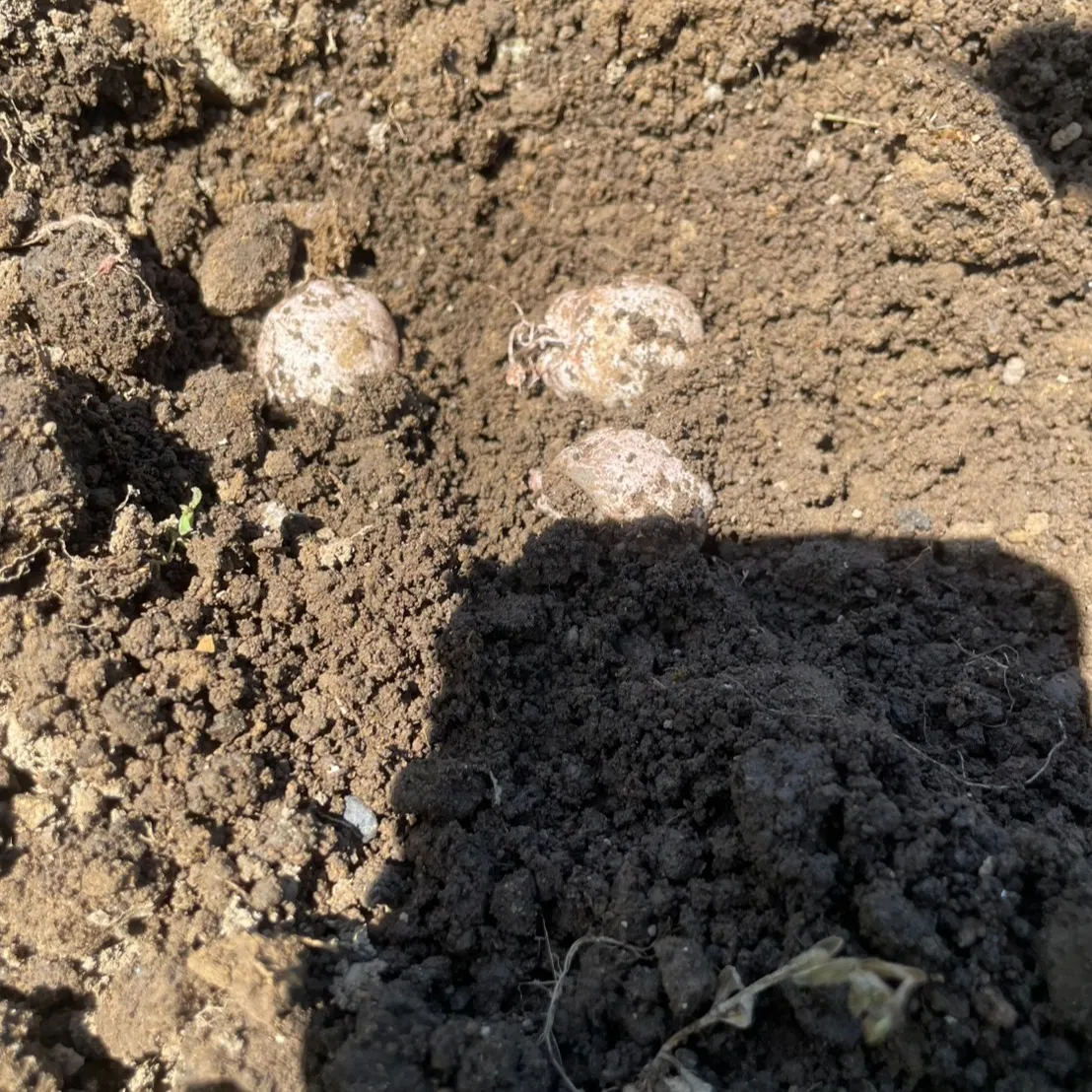 こんにちは、農園部の三ツ井です🌿春の野菜たちを収穫しながら、...