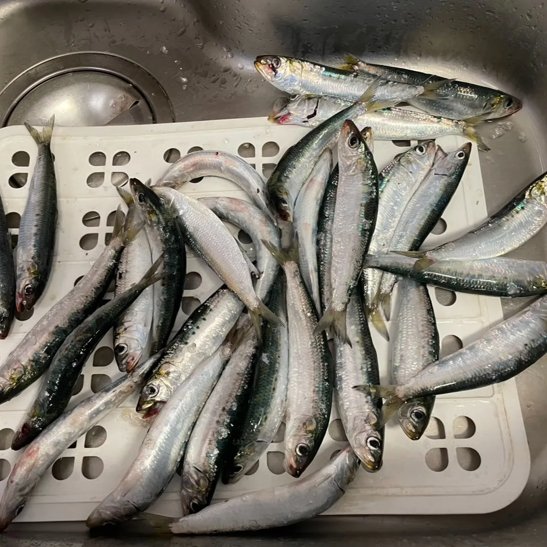 三ツ井さんの自家用船で釣りに行ってきました！船に乗って海に出...