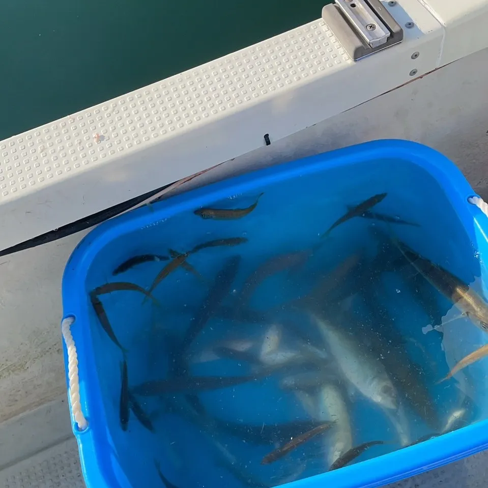 🌞今が釣りの絶好のタイミング！
