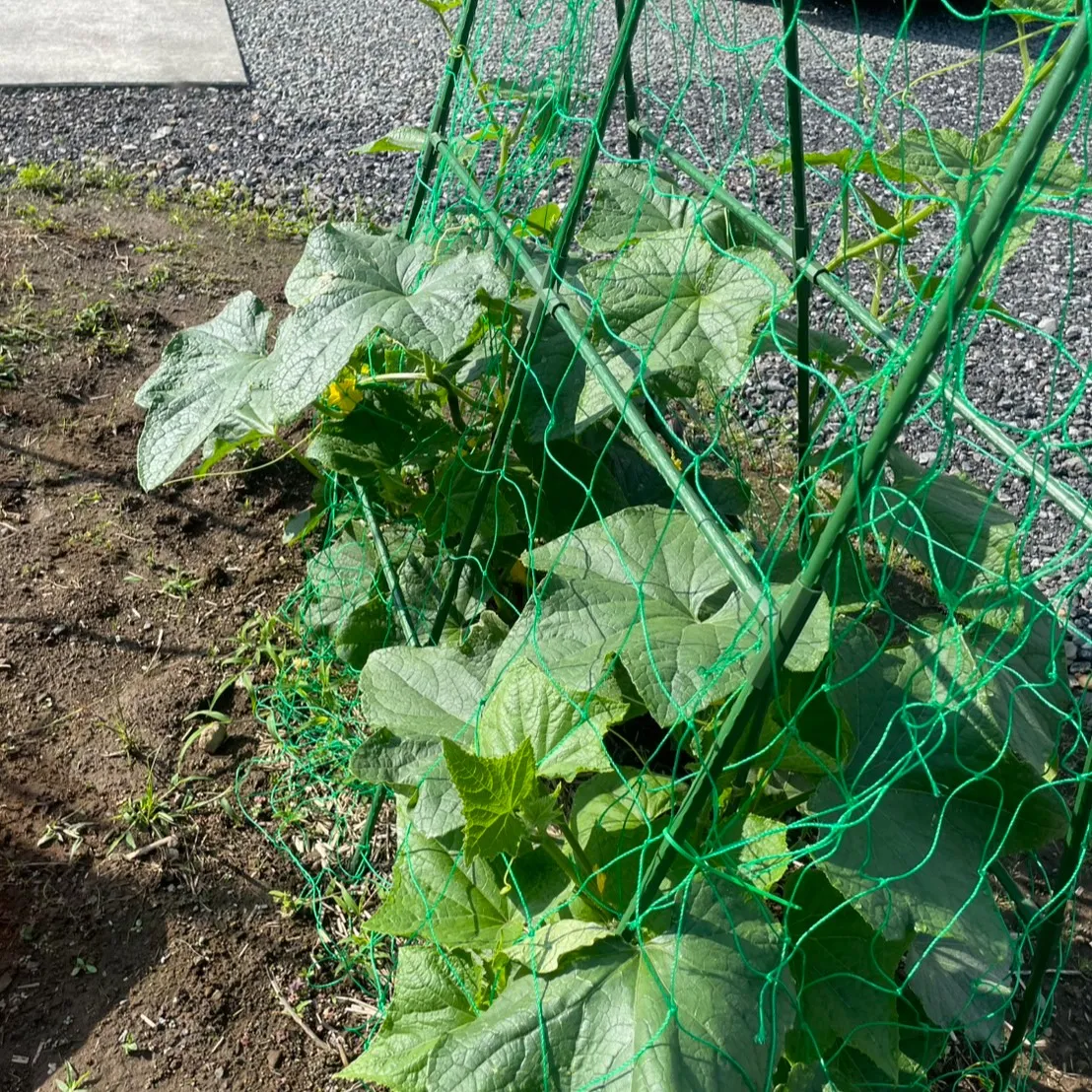 🌽ワクワクの夏到来🍅