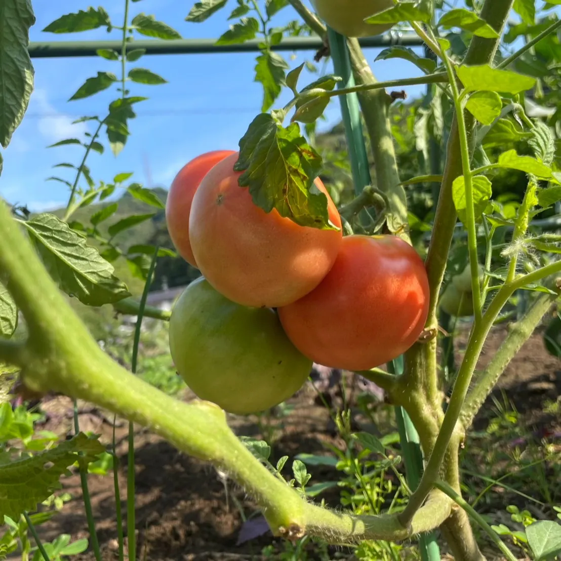🌽ワクワクの夏到来🍅