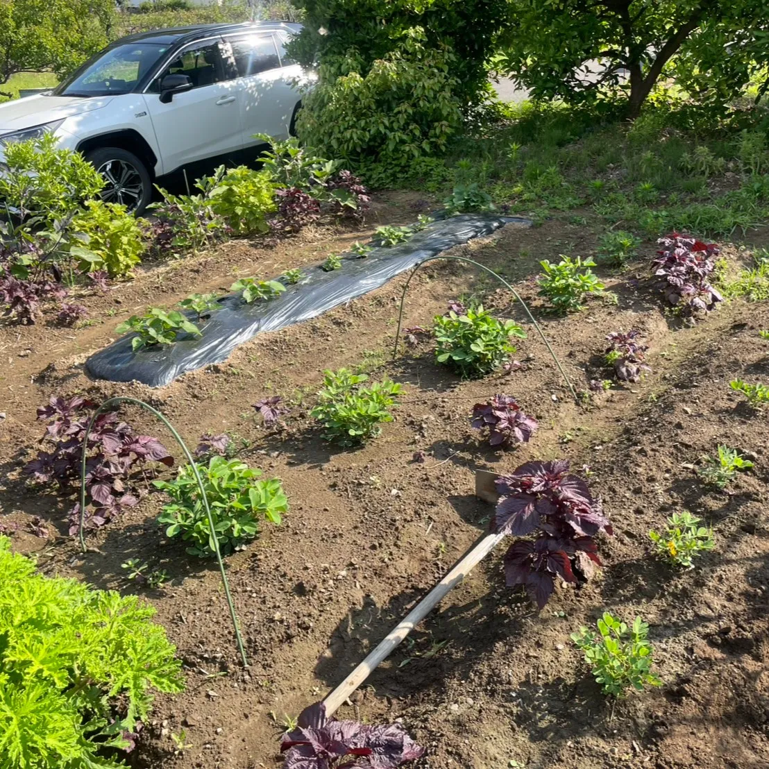 🌽ワクワクの夏到来🍅